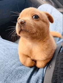 a small brown dog is sitting on a person 's lap