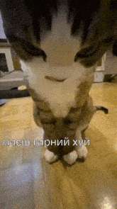 кот гарний GIF - кот гарний смешно GIFs
