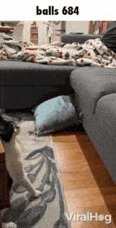 a cat standing in front of a couch with balls 684 written on the top