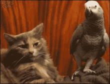 Cat Bird GIF - Cat Bird Challenge GIFs