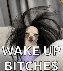 a picture of a dog with a wig on its head with the caption wake up bitches