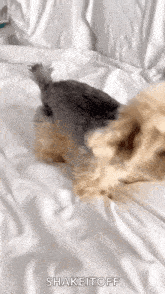a small dog is laying on a bed .