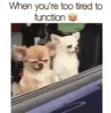 Tootired When Youre Too Tired To Function GIF - Tootired When Youre Too Tired To Function Dogs GIFs