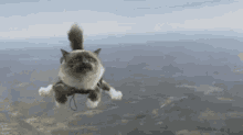 skydiving cat