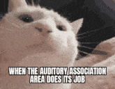 Auditory Association Area Cat GIF - Auditory Association Area Cat Cat Meme GIFs