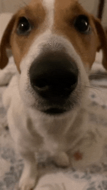Dog Wink Beagle GIF - Dog Wink Beagle Hydrex GIFs