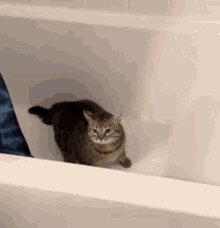 a cat is sitting in the corner of a bathtub .