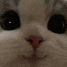 a close up of a cat 's face with a pink nose and black eyes .