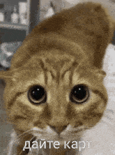 a close up of a cat 's face with russian writing on the bottom