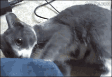 a gray and white cat is laying on a blue couch .