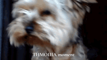 тимоша Dog GIF - тимоша Dog собака GIFs