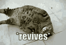 Cat Revives GIF - Cat Revives GIFs