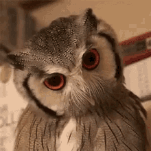 Bird Owl GIF - Bird Owl Looking GIFs