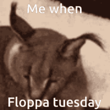 Floppa Floppa Tuesday GIF - Floppa Floppa Tuesday GIFs