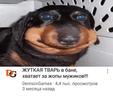 a black and brown dog with a big smile on its face is sitting in a kennel .