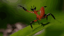 Insect Kung Fu GIF - Insect Kung Fu GIFs