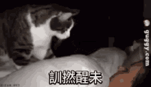 Wake Up Cat Funny Animals GIF - Wake Up Cat Funny Animals GIFs