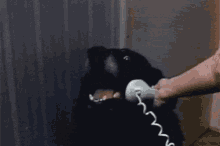 Hello Itsme GIF - Hello Itsme This Is Dog GIFs