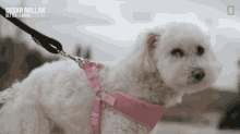 Cute Dog Cesar Millan Better Human Better Dog GIF