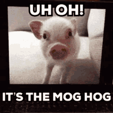 Uh Oh Mog Hog GIF - Uh Oh Mog Hog Blankies GIFs