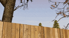 a wooden fence with trees in the background and a tree in the foreground