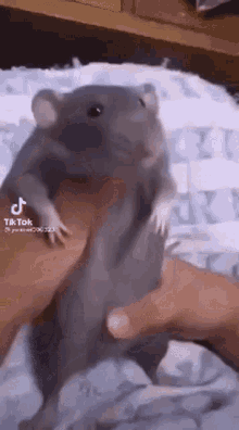 Rat GIF - Rat GIFs