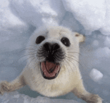 Seal Realization GIF - Seal Realization Smile GIFs