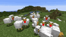 Minecraft Chicken Chicken GIF