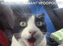 Cat Valorant GIF - Cat Valorant Hopcon GIFs