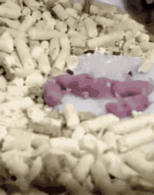 a bunch of mice are laying on a pile of wood shavings .