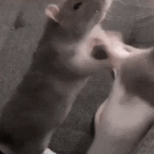 Rats Fighting Angry GIF - Rats Fighting Rat Fight GIFs