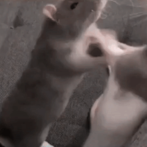 Pet best sale rats fighting