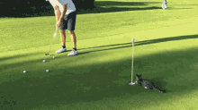 Golf Cat GIF - Golf Cat Teammate GIFs