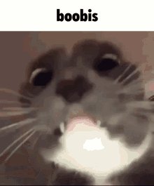 a close up of a cat 's face with the words boobis written above it .