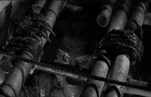 Take A Look The Gill Man GIF - Take A Look The Gill Man Creature From The Black Lagoon GIFs