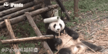 滚滚， 熊猫，吃竹子 GIF