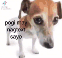 Pogi Pogi May Nag Text Sayo GIF - Pogi Pogi May Nag Text Sayo May Nag Text GIFs
