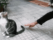 Gato Cat GIF - Gato Cat Bisho GIFs