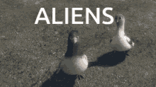 aliens bolt pigeons shocked