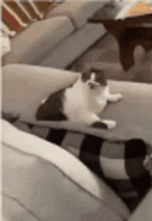 a cat is sitting on top of a couch .