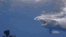 Angry Most Wanted Sharks GIF - Angry Most Wanted Sharks Hungry GIFs