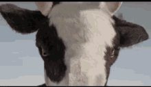 Cow Wrestling GIF - Cow Wrestling GIFs