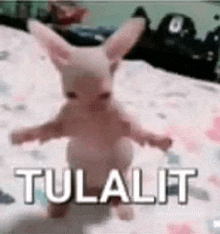 a baby bunny rabbit is standing on a bed with its arms outstretched and says tulapit .
