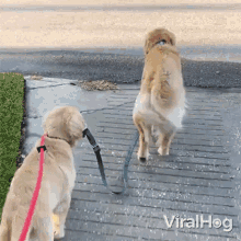 Walking Together Viralhog GIF - Walking Together Viralhog Going Together GIFs