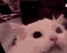 a close up of a white cat 's face in a dark room .