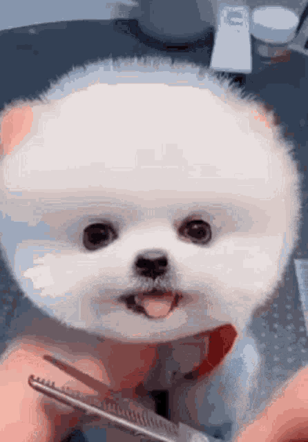 Cute Puppy GIF - Cute Puppy - Discover & Share GIFs