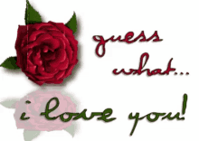 Guess What I Love You GIF - Guess What I Love You Red Rose GIFs