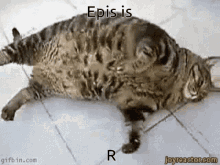 Epis Epis Fat GIF - Epis Epis Fat Chonker GIFs