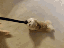 Sliding Mochachan GIF - Sliding Mochachan Dog GIFs