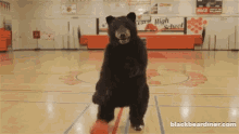 bear basketball